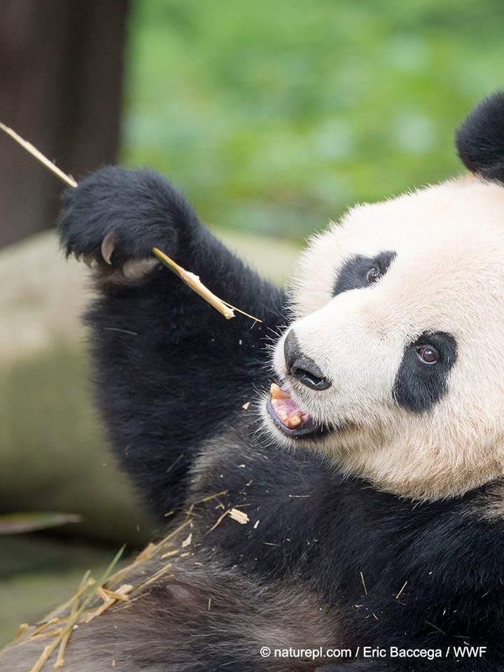 wwf, report, biodiversità, red list, fauna