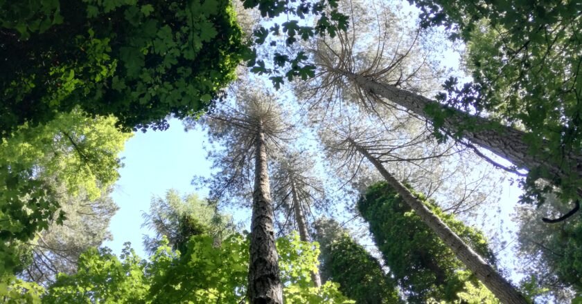 giornata degli alberi, ecologia, verde urbano, Ministero Ambiente