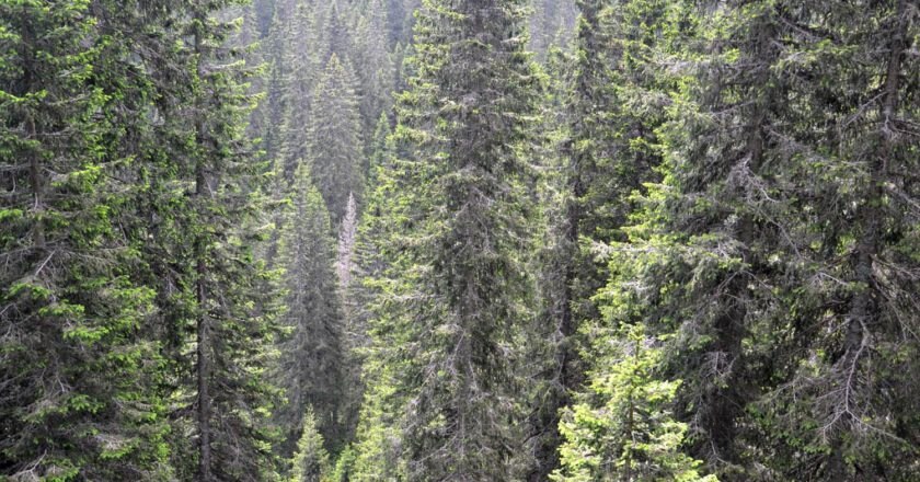 maltempo, Dellapiccola, Alberi, pascoli, Trentino