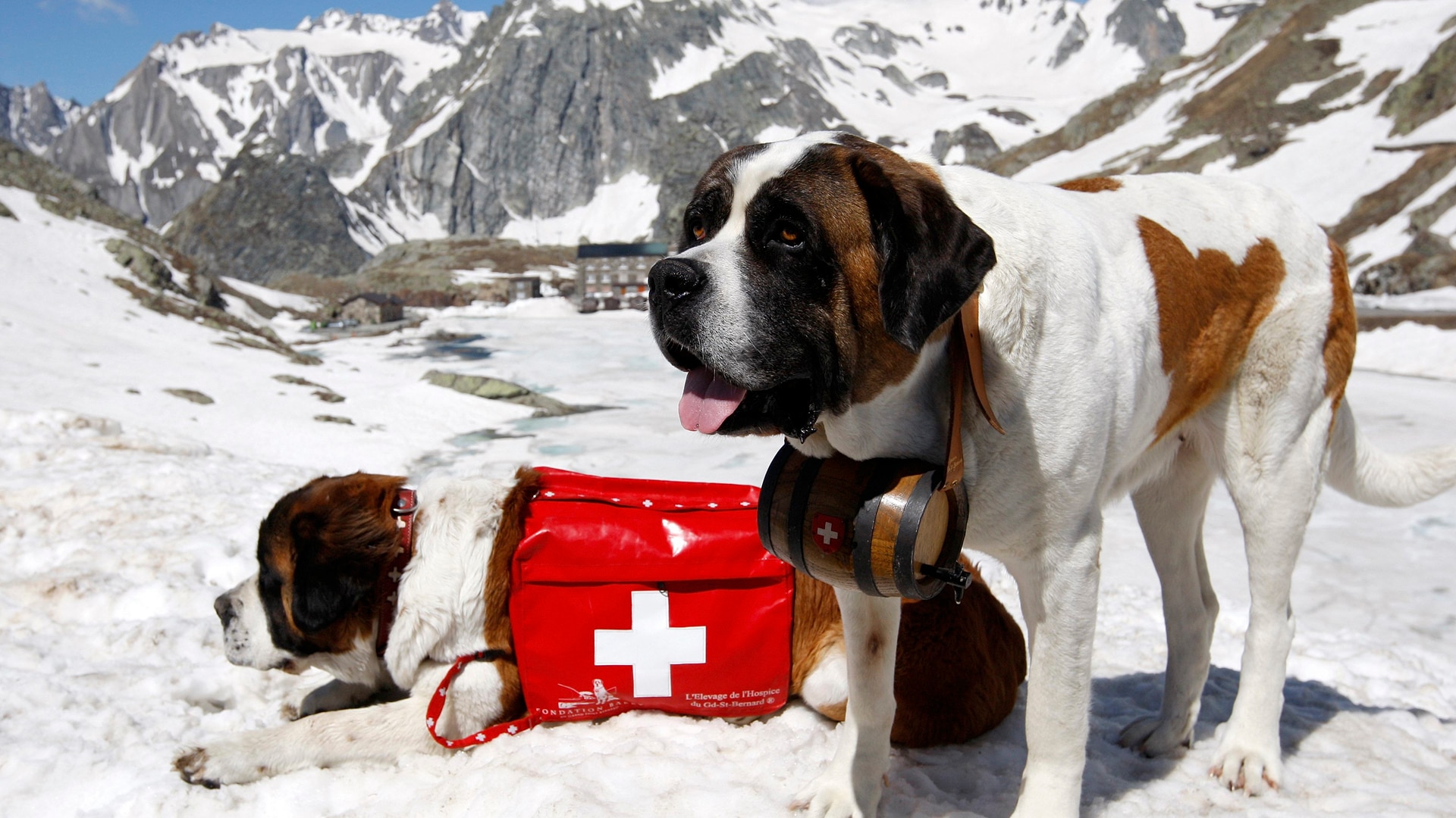 Unesco, Svizzera, Austria, San Bernardo, rischio valanghe. soccorso