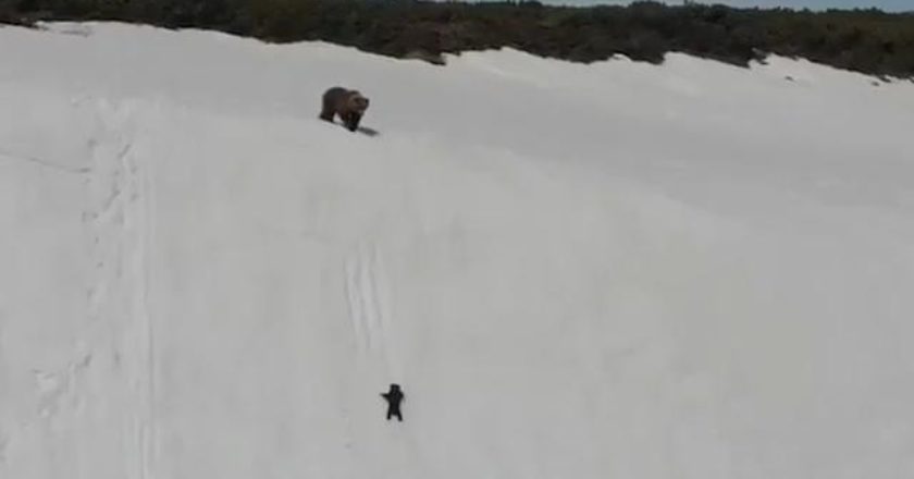 orso, cucciolo, Russia, climber, Magadan