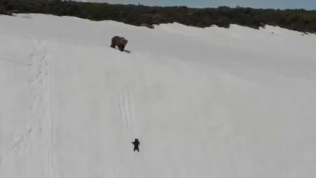 orso, cucciolo, Russia, climber, Magadan