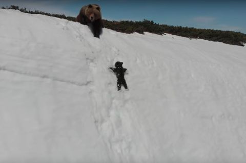 drone, orsi, Magadan, twitter, tecnologia, web, wildlife