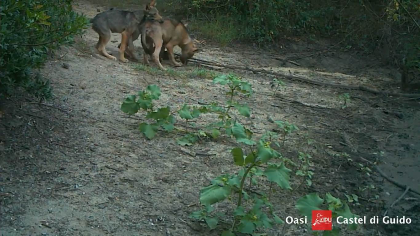 lupo, Roma, Lipu, Oasi LIPu castel Guido, cucciolata