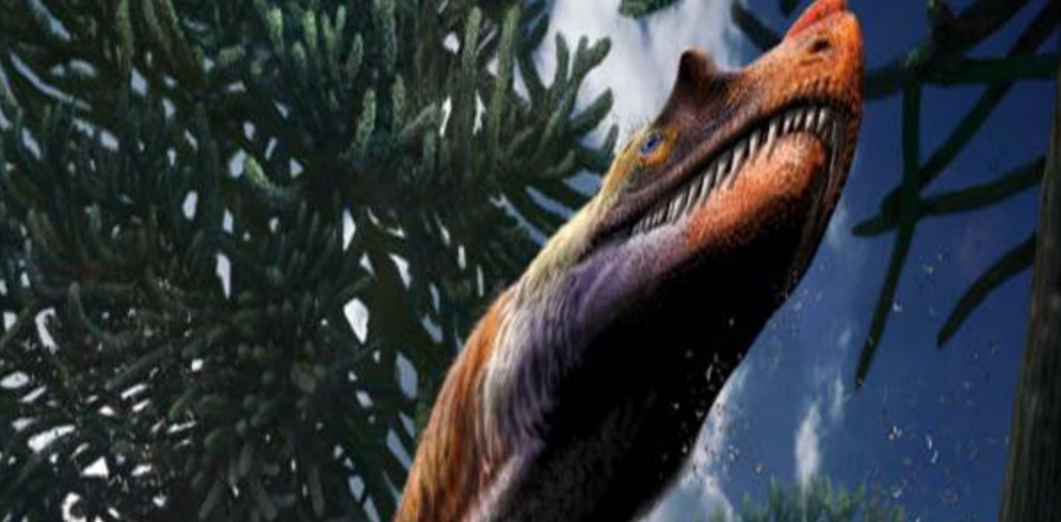ceratosauro, giurassico, dinosauri, Saltriovenator zanellai, predatore, fossili, paleontologia