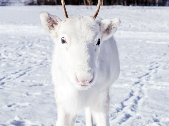 Photo of Una rarissima renna bianca immortalata tra le nevi norvegesi
