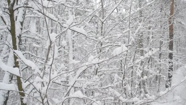 meteo, neve, immacolata, alpi