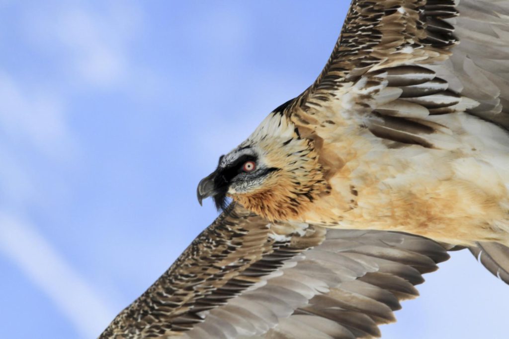 gipeti, parco gran paradiso, climbing, cascate