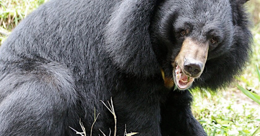Pakistan, orso bruno himalayano, estinzione, salvaguardia, caccia, biodiversità, WWF, Himalaya