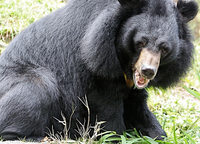 Pakistan, orso bruno himalayano, estinzione, salvaguardia, caccia, biodiversità, WWF, Himalaya