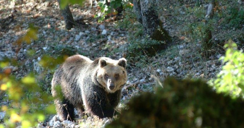 WWF, orso marsicano, Villavallelonga, tutela, Patom