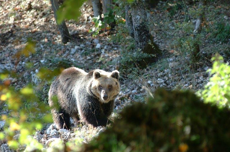 WWF, orso marsicano, Villavallelonga, tutela, Patom