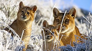 Mountains, BBC Earth, Focus TV, documentario, Himalaya, Montagne Rocciose, Ande
