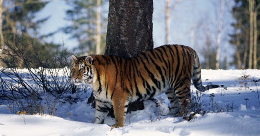 tigre del bengala, India, Buthan, Dibang Valley, salvaguardia, Himalaya