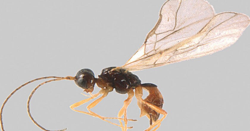 Alpi Marittime, Mercantour, imenottero, insetti, inventario, scoperta, biodiversità