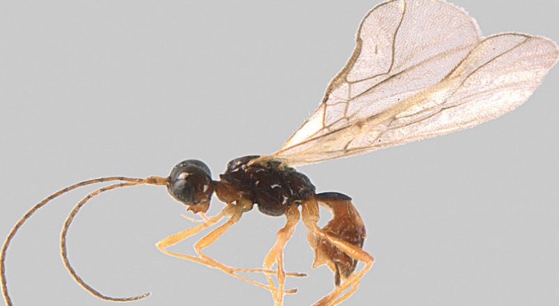 Alpi Marittime, Mercantour, imenottero, insetti, inventario, scoperta, biodiversità