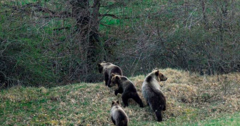 abruzzi, orso marsicano, orso, parco abruzzo