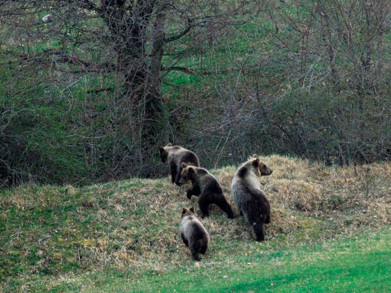 abruzzi, orso marsicano, orso, parco abruzzo