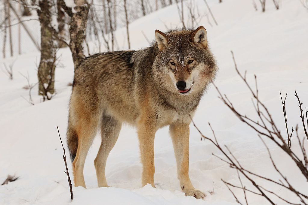 lupi, wwf, droni, natura, ambiente