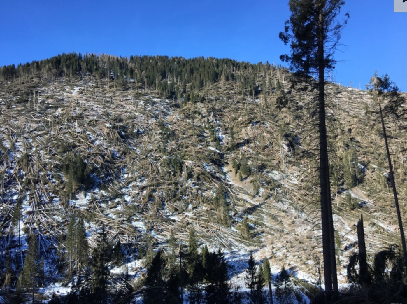maltempo, boschi, nord-est, trentino