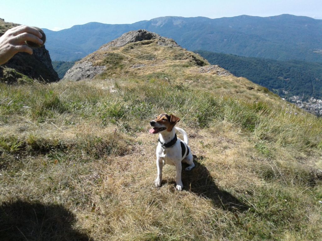 Foto Maurizio Giacobbe -Buttercup su Monte Groppo Rosso, Val d