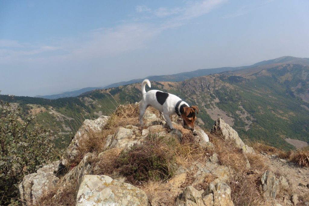 Foto Maurizio Giacobbe -Buttercup su Monte  Rama