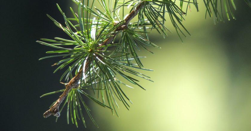 larice, siccità, stress idrico, eurac research, trentino alto adige, conifere, fotosintesi, cambiamento climatico