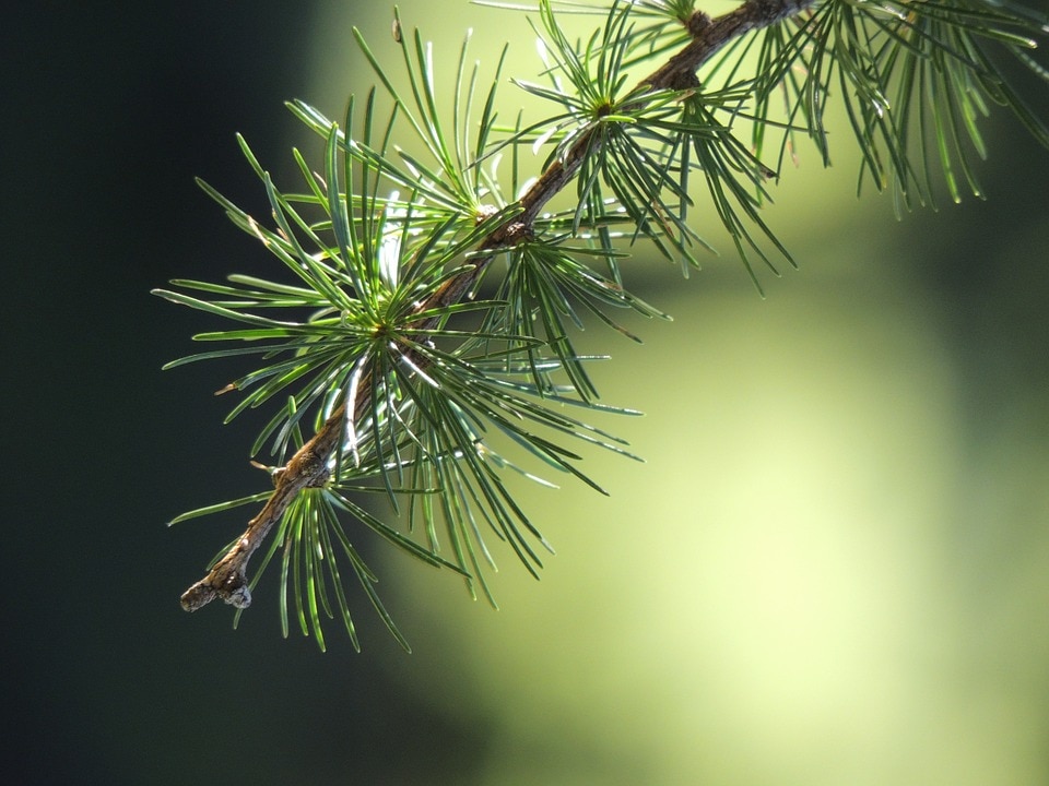 larice, siccità, stress idrico, eurac research, trentino alto adige, conifere, fotosintesi, cambiamento climatico