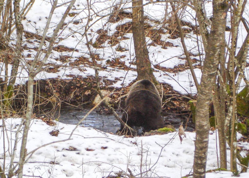 orso marsicano, pescasseroli, PNALM, Abruzzo, letargo, inverno