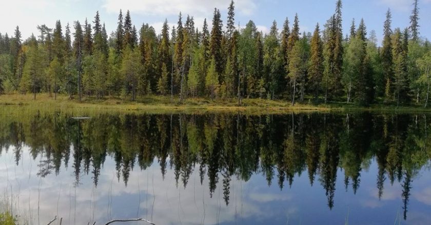 alberi, trilioni, satellite, cambiamento climatico, foreste, riscaldamento globale