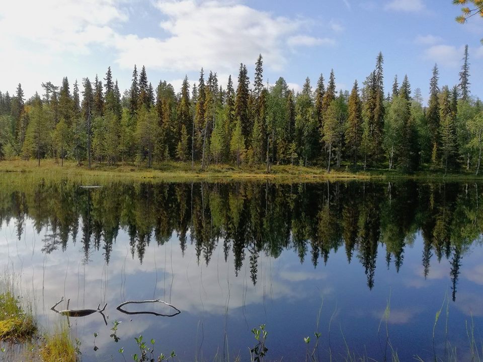 alberi, trilioni, satellite, cambiamento climatico, foreste, riscaldamento globale