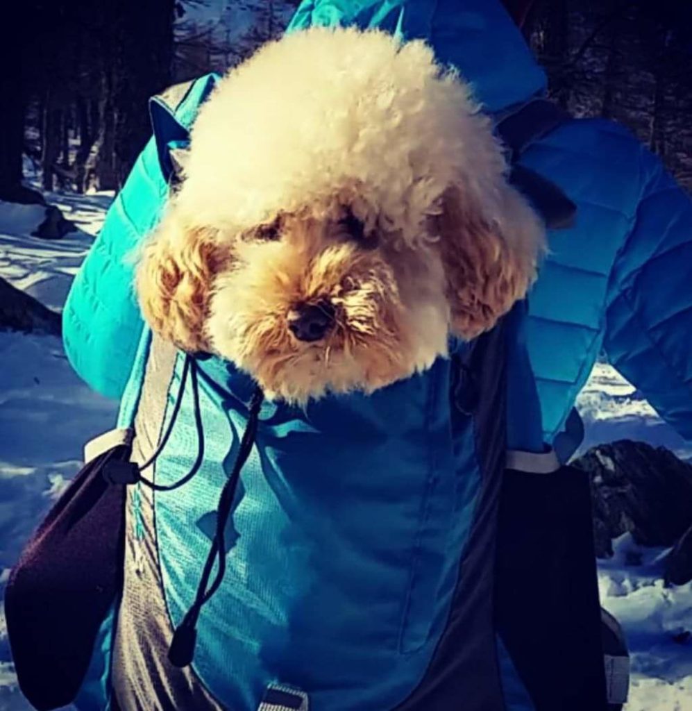 Vito è un gran camminatore, solo che ogni tanto vuole entrare nello zaino per scaldarsi. Foto di Ivan Svilpo