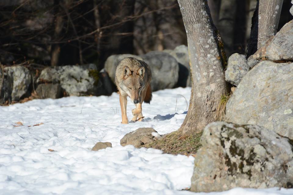 Parco Alpi Marittime, fauna, lupo, fotografia, divieto