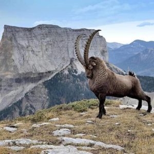 pakistan, markhor, caccia, trofeo, Bryan Kinsel Harlan, Gilgit Baltistan