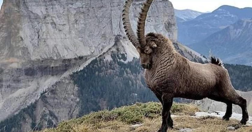 pakistan, markhor, caccia, trofeo, Bryan Kinsel Harlan, Gilgit Baltistan