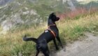 Paco verso il rifugio Frassati, Valle D'Aosta. Foto di Roy Royno