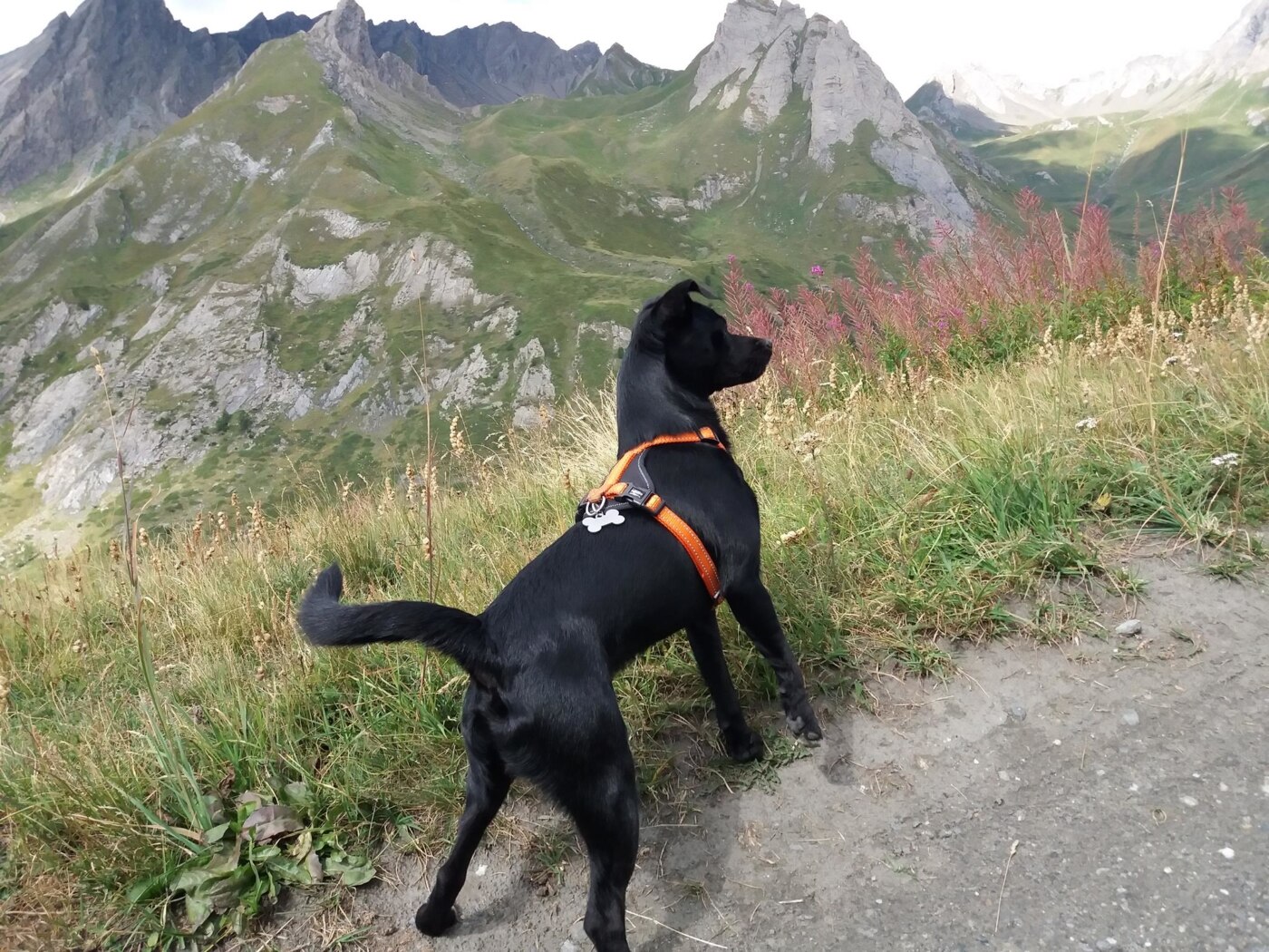 52486602_10213622700866183_6961375133290201088_o Paco verso il rifugio Frassati, Valle D'Aosta. Foto di Roy Royno