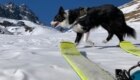Argy, compagna di gite skialpinistiche. Foto Cristiano Daviso