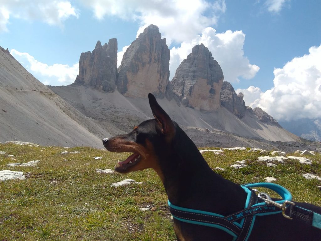 Anubi alle Tre Cime di Lavaredo. Foto di Marzia Titone