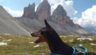 Anubi alle Tre Cime di Lavaredo. Foto di Marzia Titone