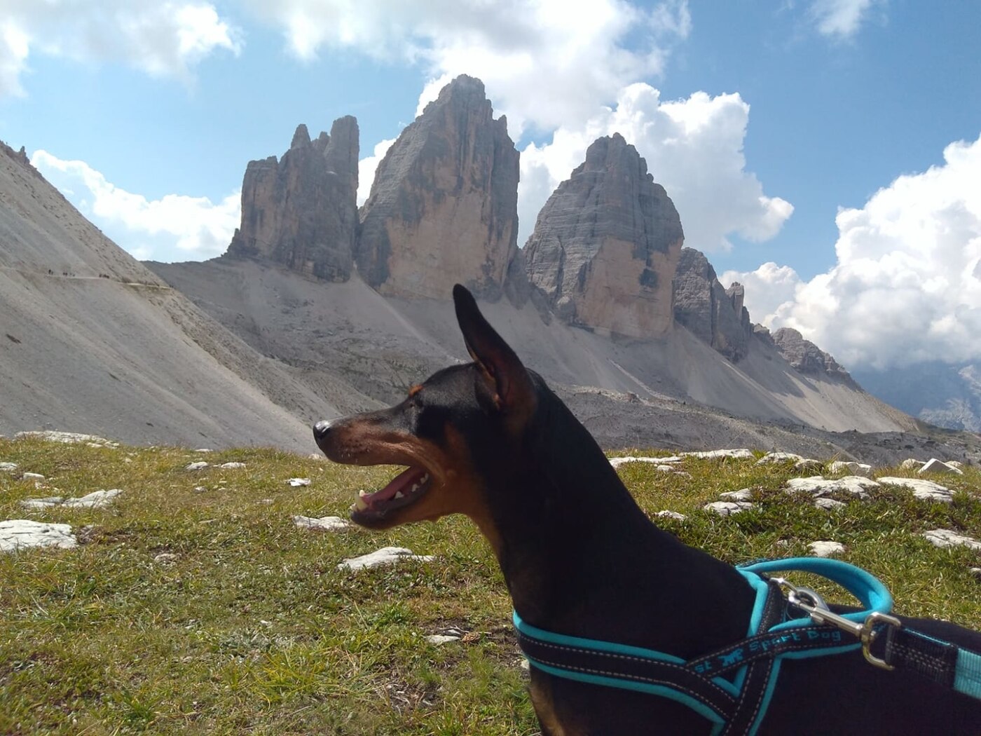 52846310_10214584931553385_1918050613921316864_o Anubi alle Tre Cime di Lavaredo. Foto di Marzia Titone