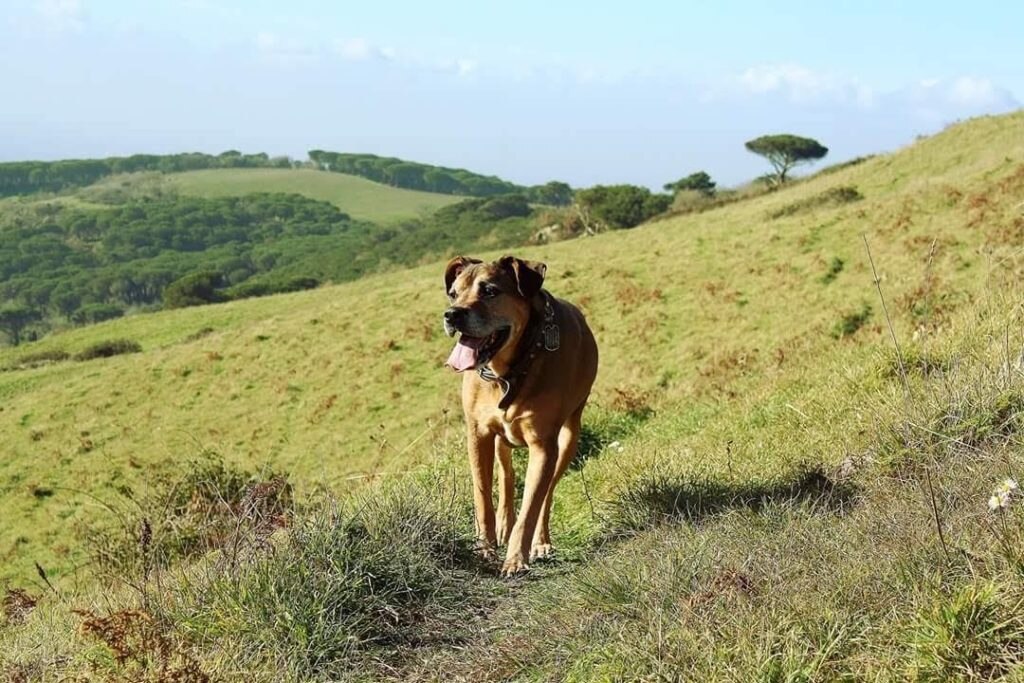 Maya 10 anni da sempre compagna di avventure. Foto di Daenerys
