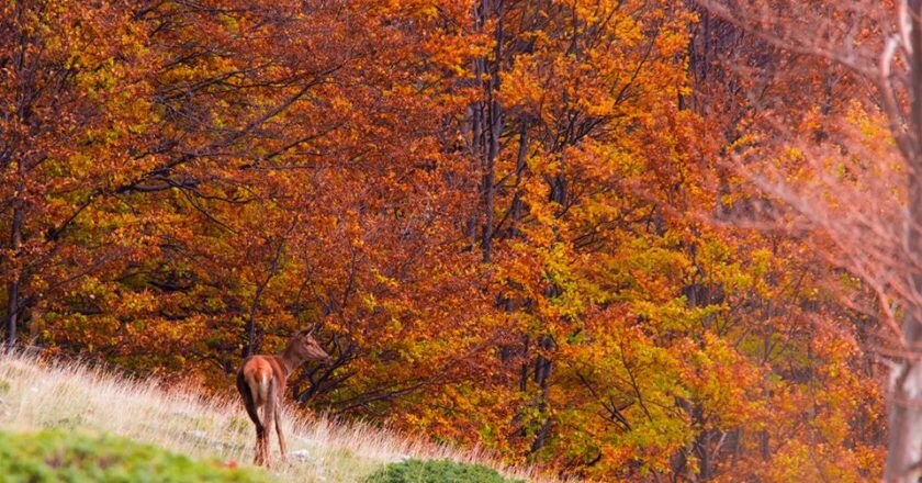 Carta Europea Turismo Sostenibile, CETS, Parco Nazionale Stelvio, Lombardia, Trentino Alto Adige, turismo sostenibile
