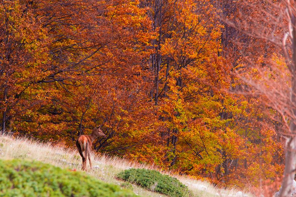 Carta Europea Turismo Sostenibile, CETS, Parco Nazionale Stelvio, Lombardia, Trentino Alto Adige, turismo sostenibile