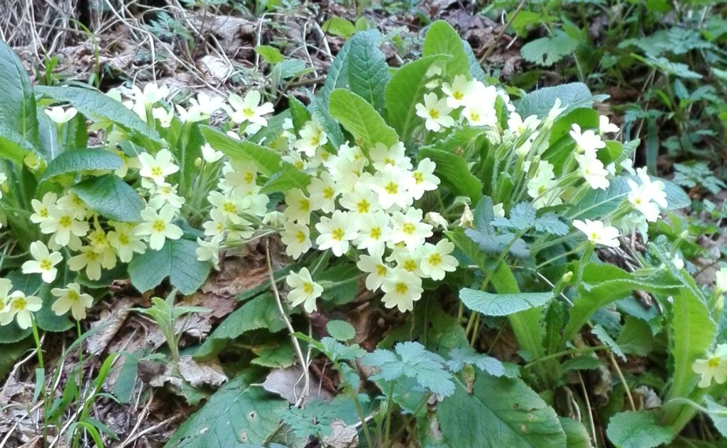 Foto @ Luciano Pellegrini