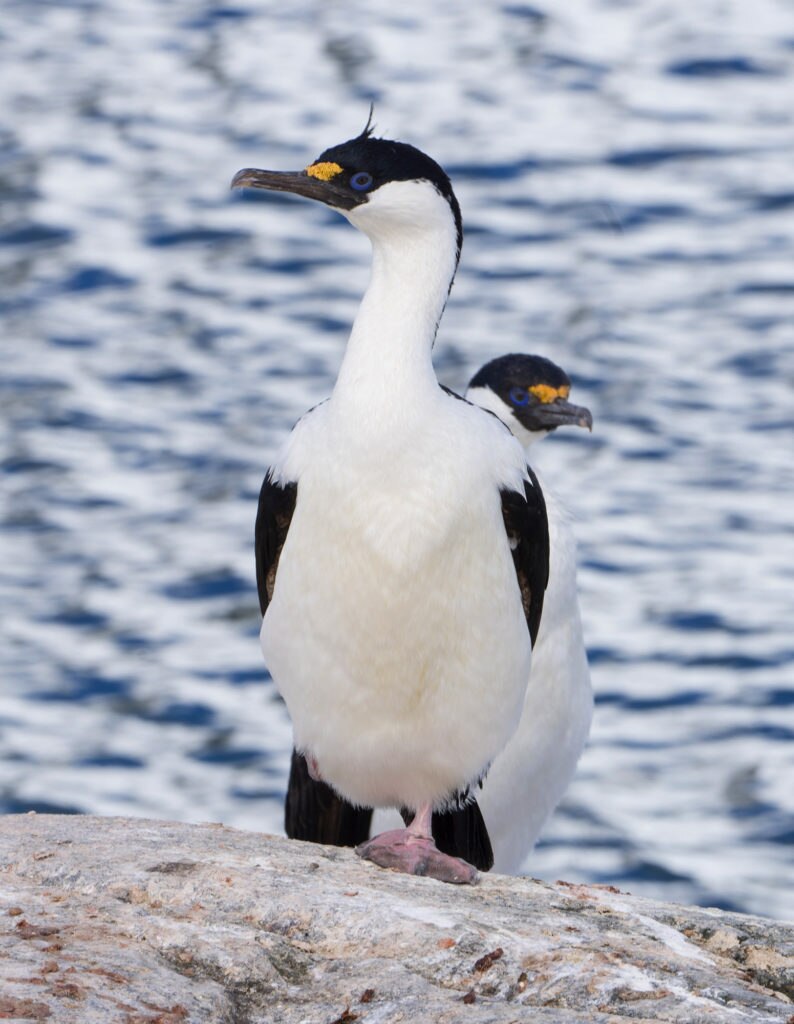 Una fauna molto ricca. Foto Manuel Lugli