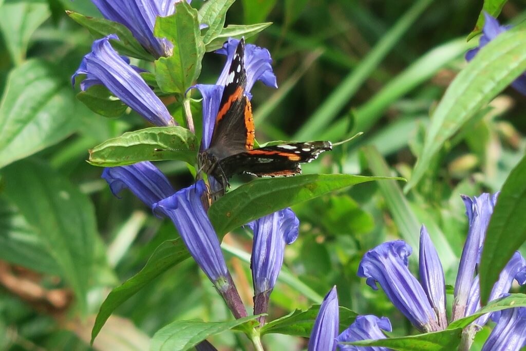 Fiori e farfalle sui Tatra, foto Igor Koller