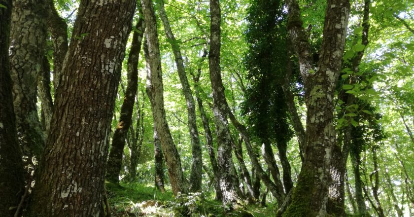 FAO, ONU, giornata internazionale delle foreste, PEFC, 21 marzo, ambiente, deforestazione, tempesta Vaia, cambiamento climatico