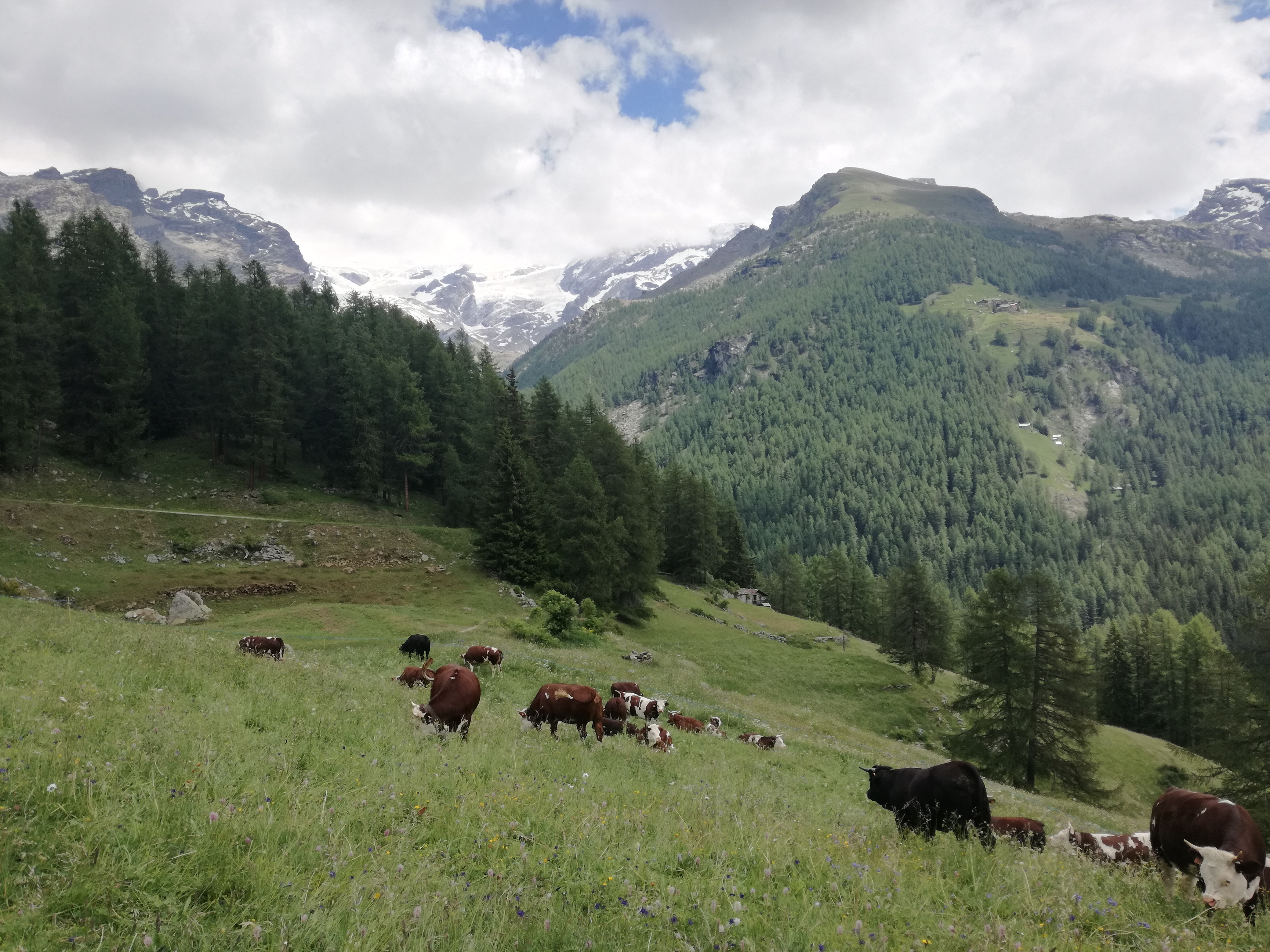 Austria, codice comportamentale, mucche, trekking, pericolo, sicurezza