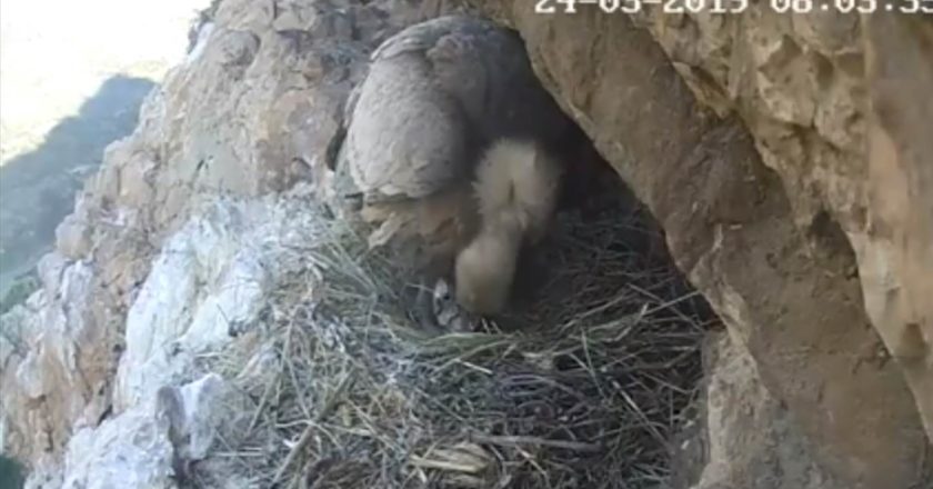 Parco Nebrodi, Sicilia, grifone, rapaci, webcam